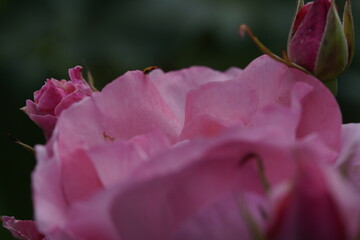 quantum Cambridge valentine roses on different scales and with macro photography