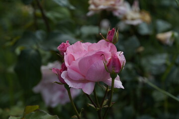 quantum Cambridge valentine roses on different scales and with macro photography