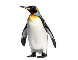 Penguin standing upright, isolated PNG