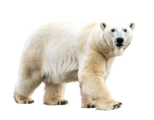 Polar bear walking, isolated PNG