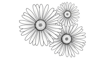 Isolated daisy flowers on white background