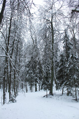 Beautiful winter landscape trees and fir trees in the snow vertical photo