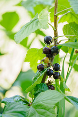 Black and green currant fruits on a stem with green leaves. 
