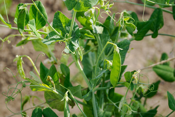 Flat green pea pod in close-up on the plant. 
