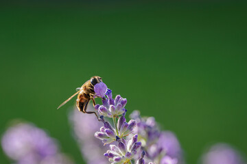 Hoverfly on a yellow lavender flower. 
