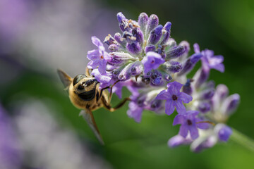 Hoverfly on a yellow lavender flower. 
