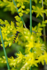Hoverfly on a yellow stonecrop flower. 
