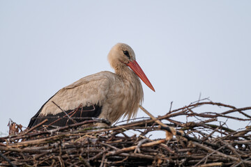 Close-up of an adult white stork on its nest.