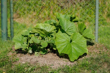 Green pumpkin leaves growing in the lawn in front of a fence. 
