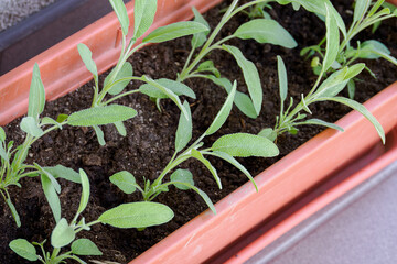 Young green seedlings in soil in a planter box.
