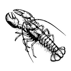 Vintage lobster sketch in detailed black and white illustration  