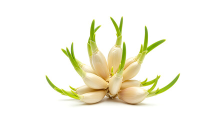Obraz premium Fresh sprouting garlic bulbs ready for planting, a symbol of new beginnings, harvest, and fresh growth