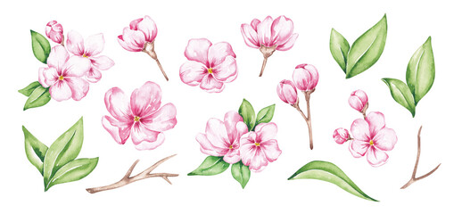Sakura flowers collection. Pink florals clip art. Cherry blossom set hand drwan with watercolor. Design elements for card, banner, logo