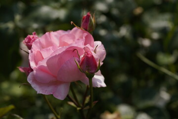 quantum Cambridge valentine roses on different scales and with macro photography