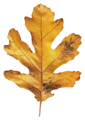 Fototapeta premium PNG Real Pressed a oak leaf plant photography botanical.