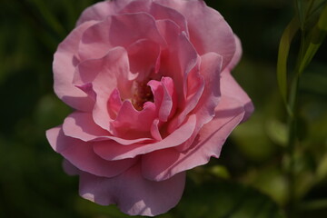 quantum Cambridge valentine roses on different scales and with macro photography