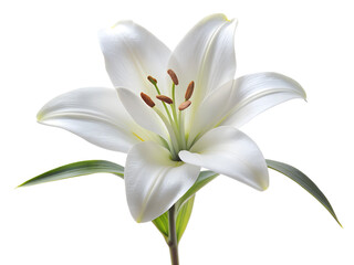 Obraz premium Single white lily flower with delicate petals and green leaves, isolated on transparent background