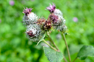 burdock (Arctium lappa) blooms with purple flowers