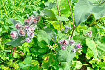 burdock (Arctium lappa) blooms with purple flowers