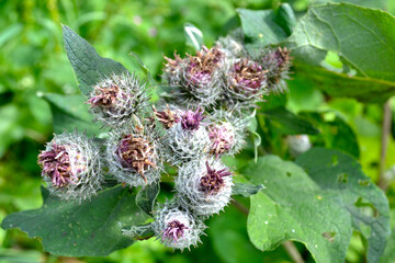 burdock (Arctium lappa) blooms with purple flowers