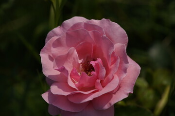 quantum Cambridge valentine roses on different scales and with macro photography