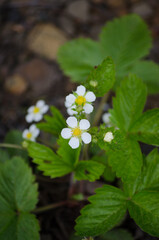 Strawberry flowers