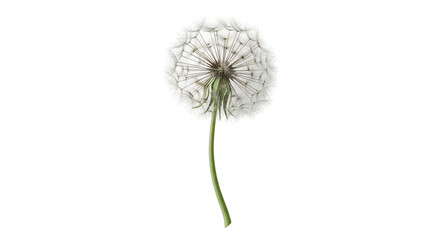 Isolated Dandelion Seed Head on White Background