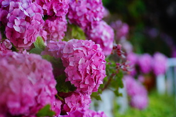Saturated pink Hydrangea flowers closeup with selective focus and bokeh effect.