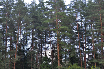 pine trees against the background of a bright sky in summer in the Russian forest