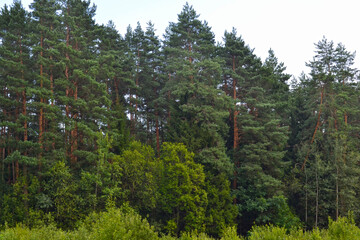 pine trees against the background of a bright sky in summer in the Russian forest