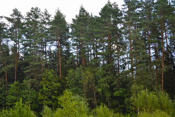 pine trees against the background of a bright sky in summer in the Russian forest