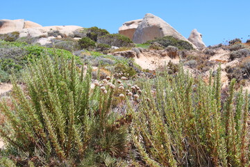 Garrigue 