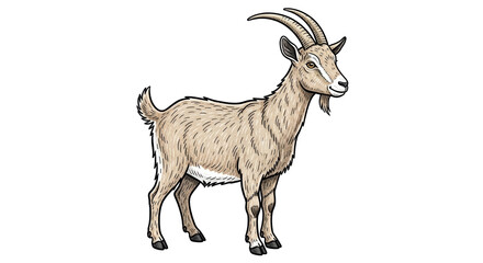 Isolated Standing Goat
