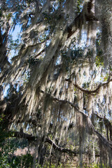 Mossy Oak, Rural Florida