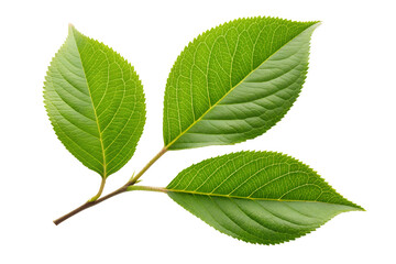 Obraz premium A detailed macro shot of a fresh green leaf branch with three vibrant leaves, showcasing natural texture and veins, isolated on a pure white background.