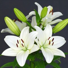Fototapeta premium Close-up of pristine white lilies