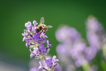 Bee pollinating a lavender flower outdoors. 
