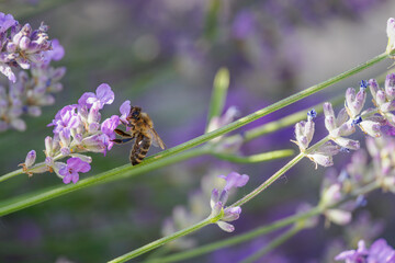 Bee pollinating a lavender flower outdoors. 
