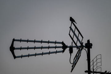 Silhouette of a small bird perched on an antenna. 
