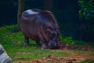 A massive hippopotamus with wet skin grazes on lush green grass