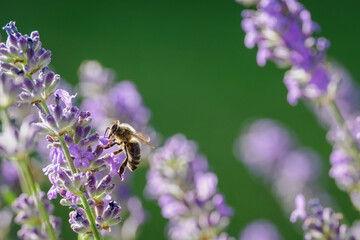 Bee pollinating a lavender flower outdoors. 
