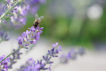 Bee pollinating a lavender flower outdoors. 
