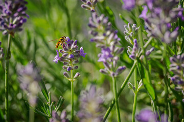 Bee pollinating a lavender flower outdoors. 
