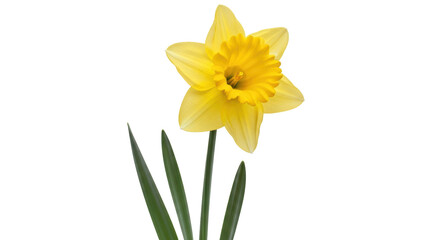 Isolated Yellow Daffodil Flower © Fernando