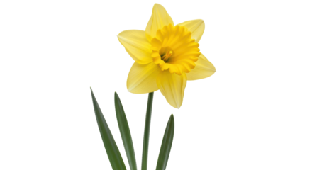 Isolated Yellow Daffodil Flower