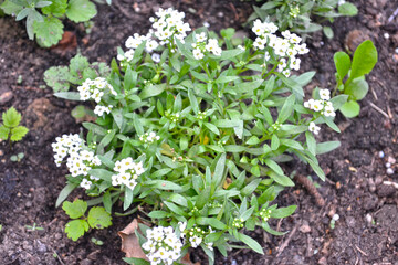 bush of the alyssum plant blooms with white flowers