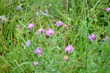 purple cornflower meadow (Centaurea jacea)