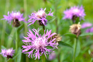 Fototapeta premium purple cornflower meadow (Centaurea jacea)