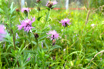 purple cornflower meadow (Centaurea jacea)
