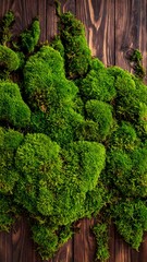 Close-up of vibrant green moss